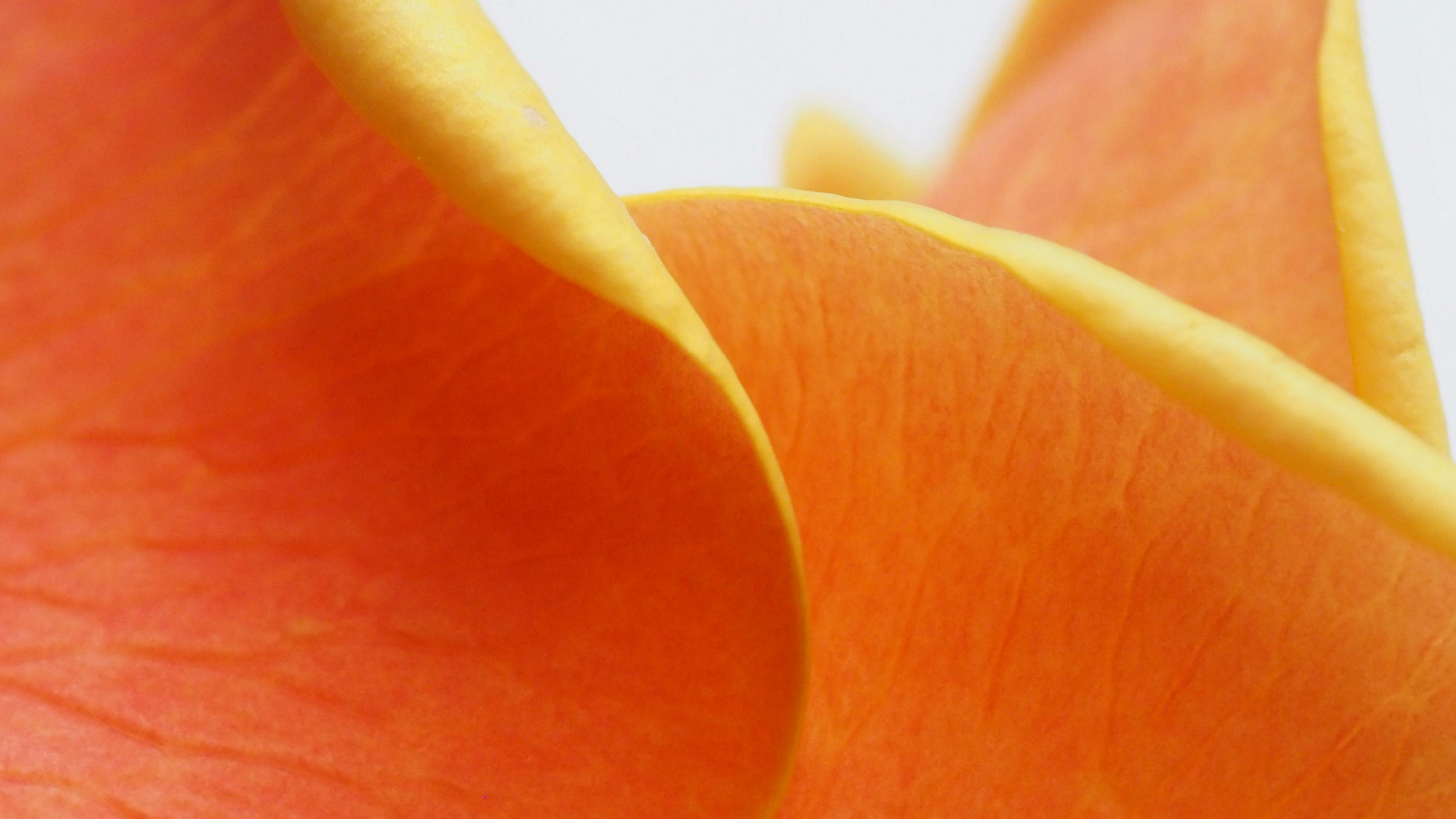 Could the Orange Peel Theory test your partner's devotion?